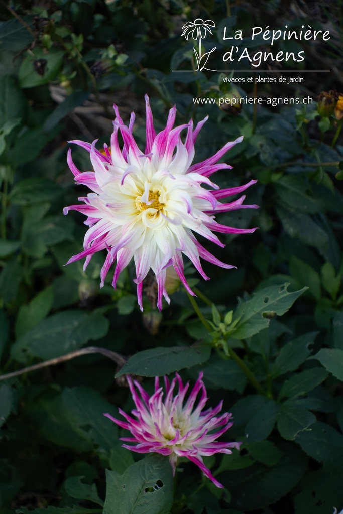 Dahlia cactus 'Dutch Explosion'