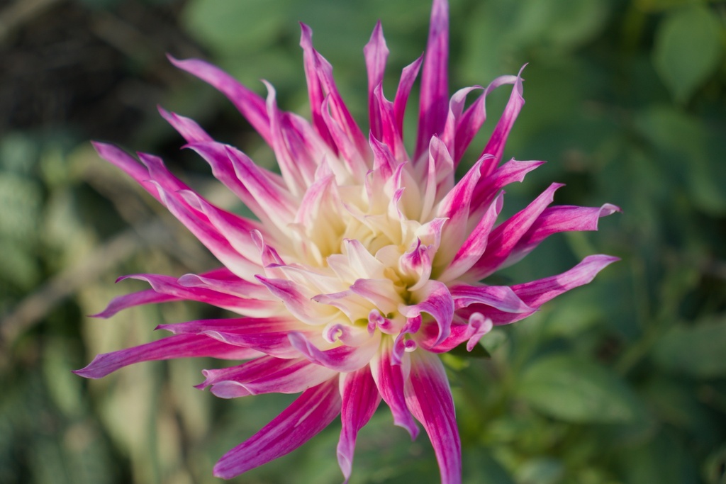 Dahlia cactus 'Dutch Explosion'