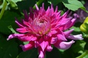 Dahlia cactus 'Dutch Explosion'