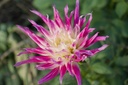 Dahlia cactus 'Dutch Explosion'