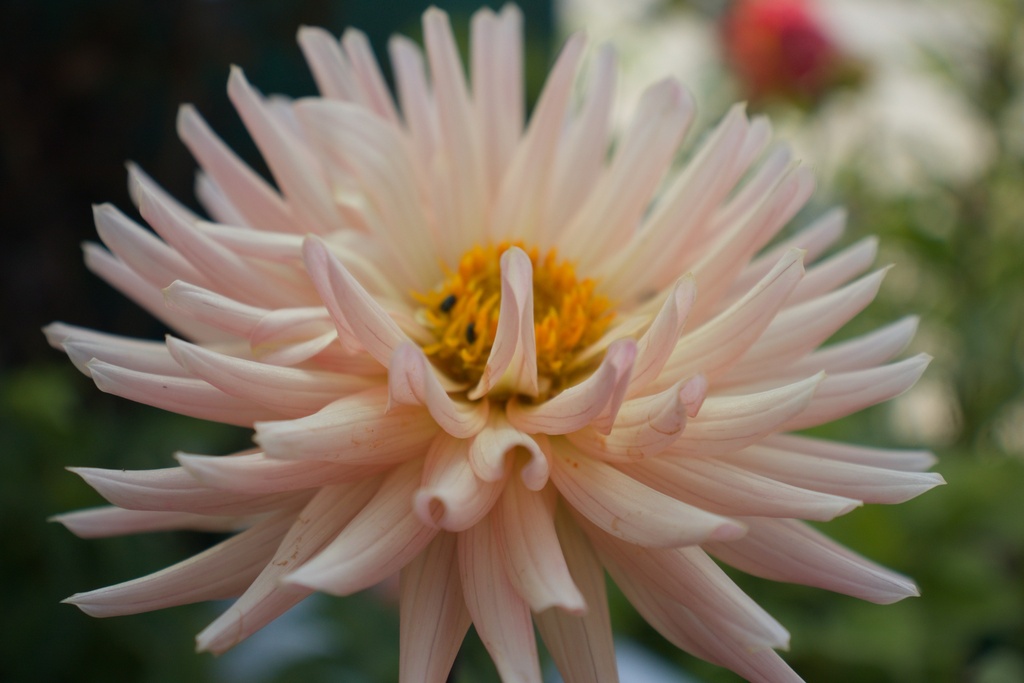 Dahlia cactus 'Préférence'