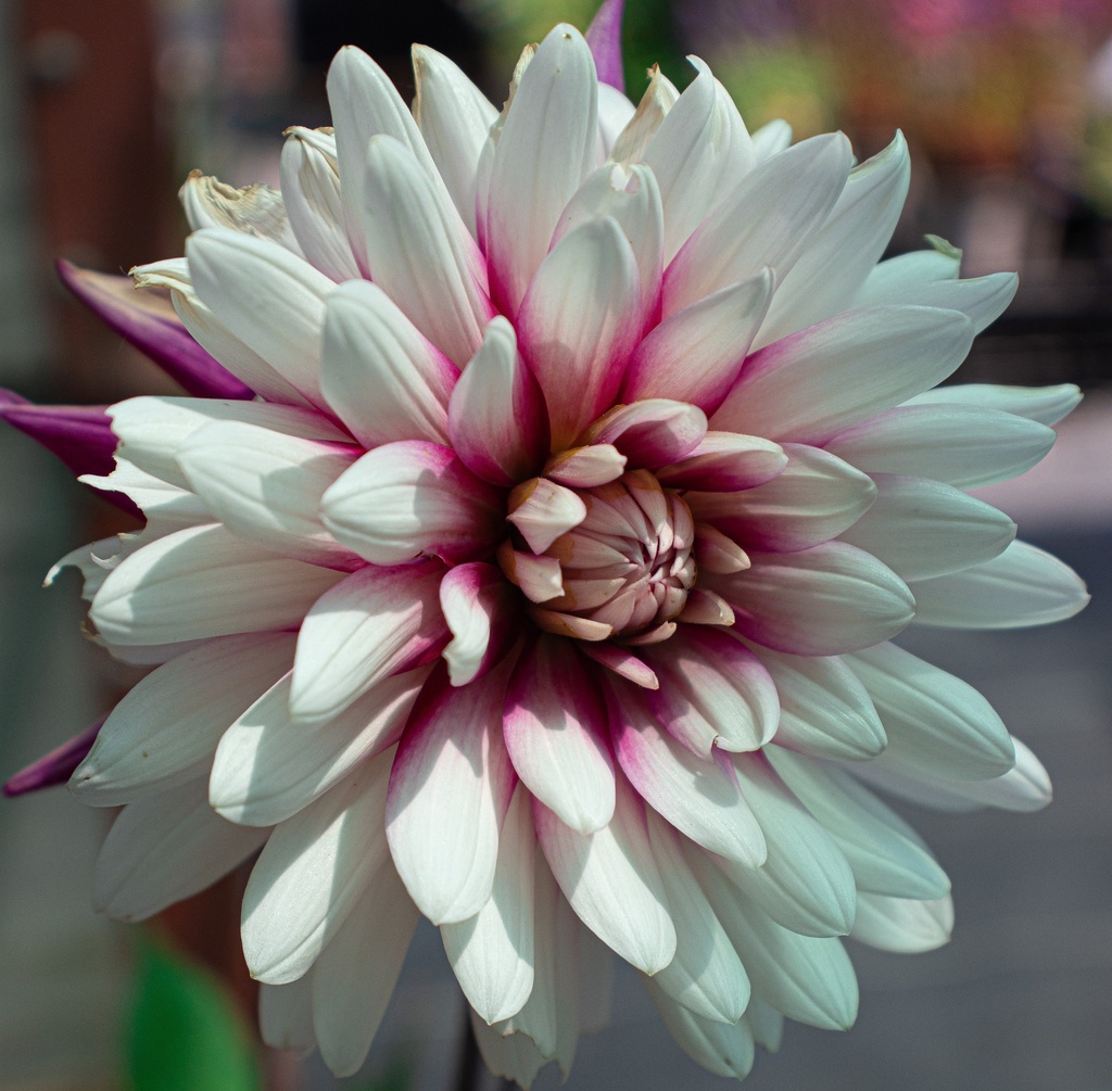 Dahlia cactus 'Rebecca's World'