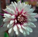 Dahlia cactus 'Rebecca's World'