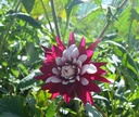 Dahlia cactus 'Rebecca's World'