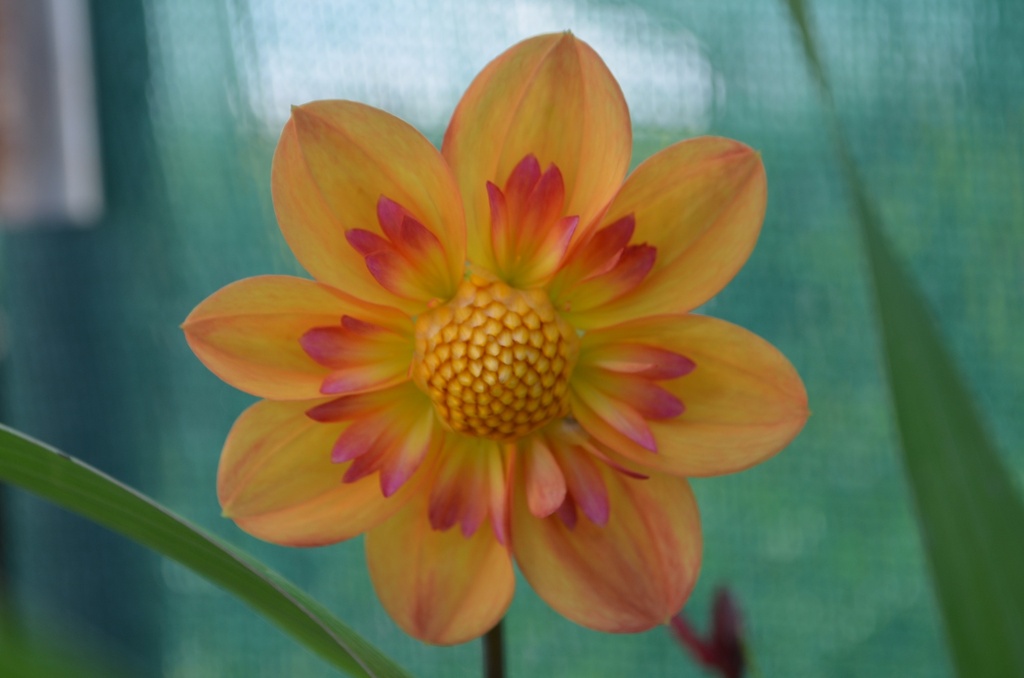 Dahlia collerette 'Kelsey Annie Joy' (Bio)