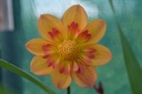 Dahlia collerette 'Kelsey Annie Joy'