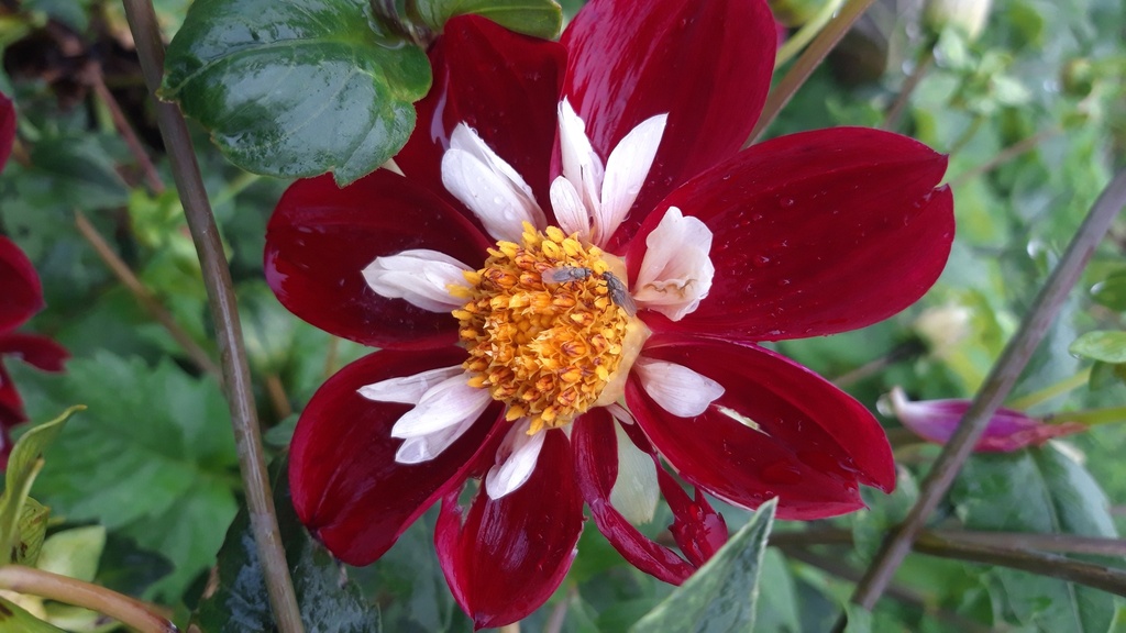 Dahlia collerette 'Mary Eveline'