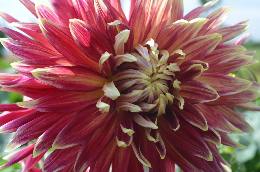 Dahlia décoratif 'Akita'