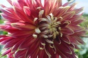 Dahlia décoratif 'Akita'