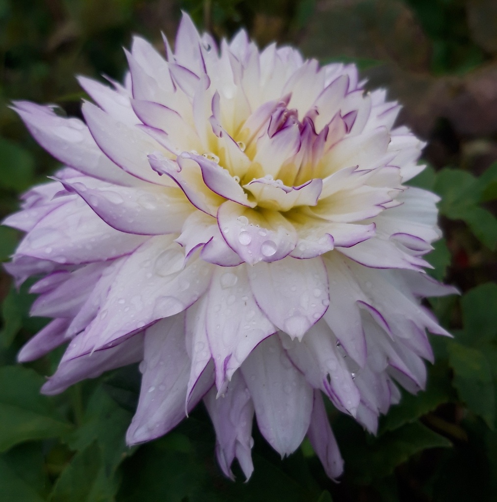 Dahlia décoratif 'Crazy Love' (Bio)
