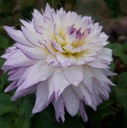 Dahlia décoratif 'Crazy Love'