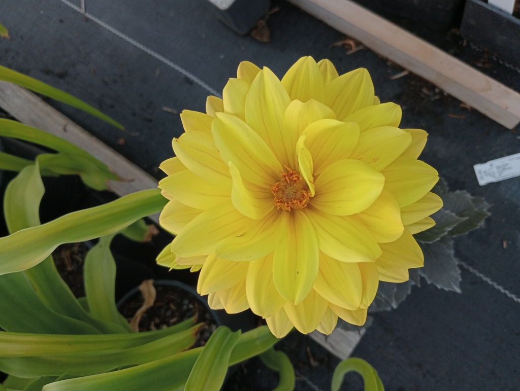 Dahlia décoratif 'Météorite' (Bio)