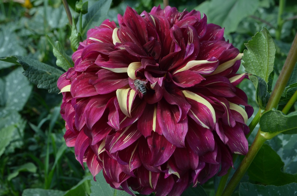 Dahlia dinner plate 'Bohemian Spartacus'