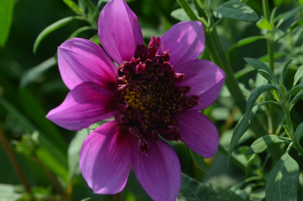 Dahlia fleur d'anémone 'Blue Bayou'