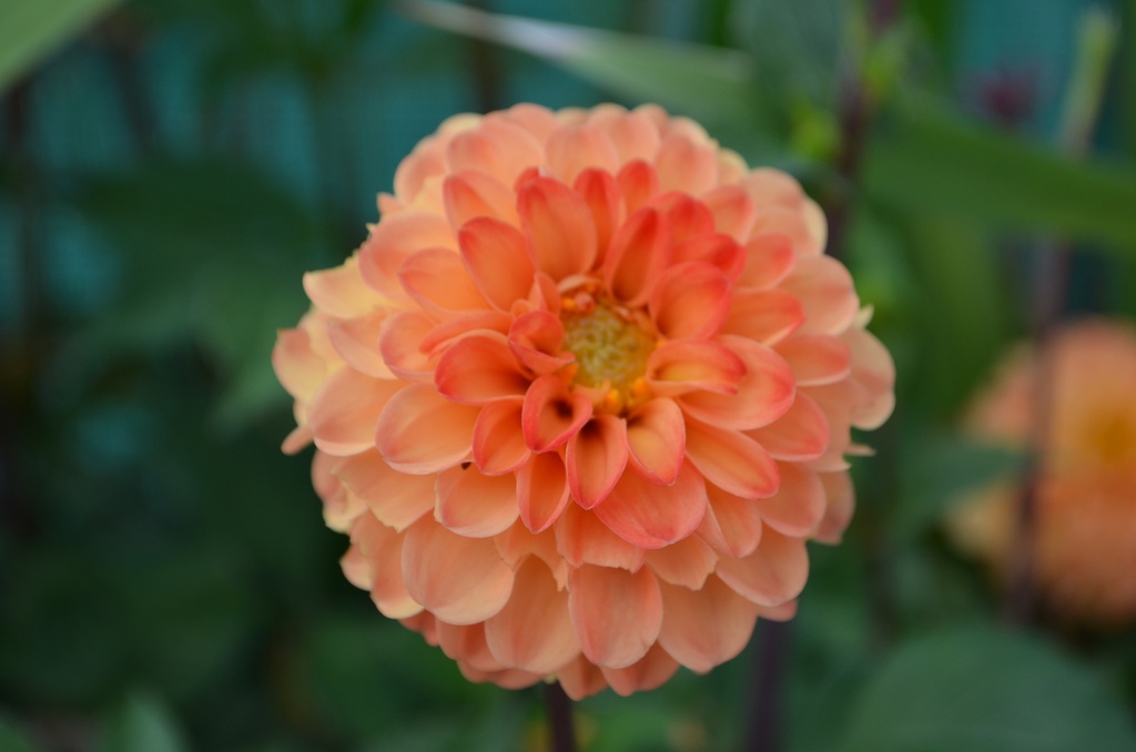 Dahlia pompon 'Souvenir D'été' (Bio)