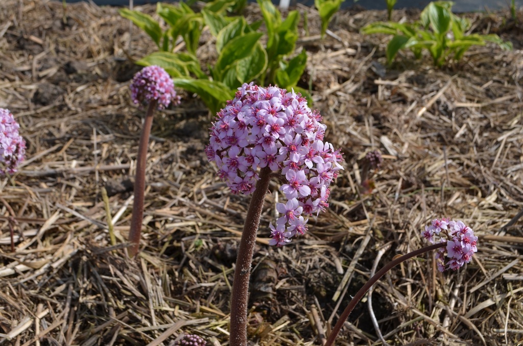 Darmera peltata (Bio)