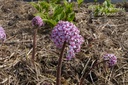 Darmera peltata