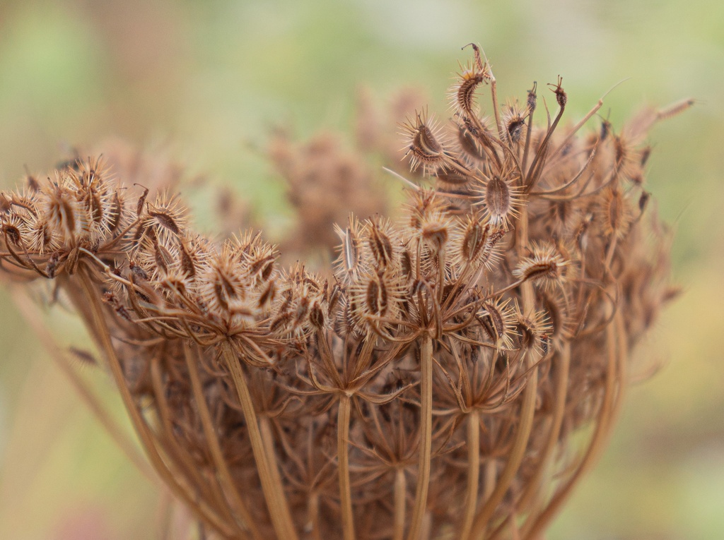 Daucus carota (Bio)