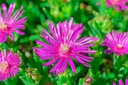 Delosperma cooperi
