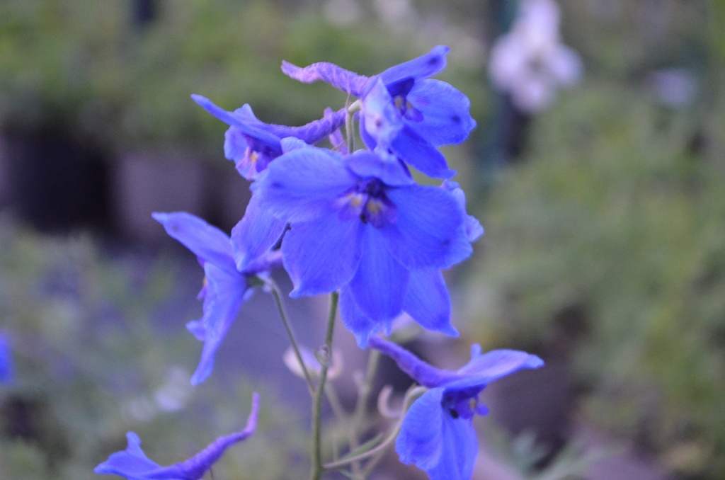 Delphinium belladona (x) 'Voelkerfrieden' (Bio)