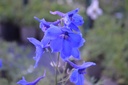 Delphinium belladona (x) 'Voelkerfrieden'