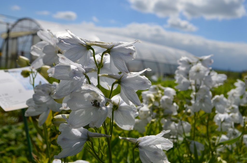 Delphinium belladonna 'Snow White' (Bio)