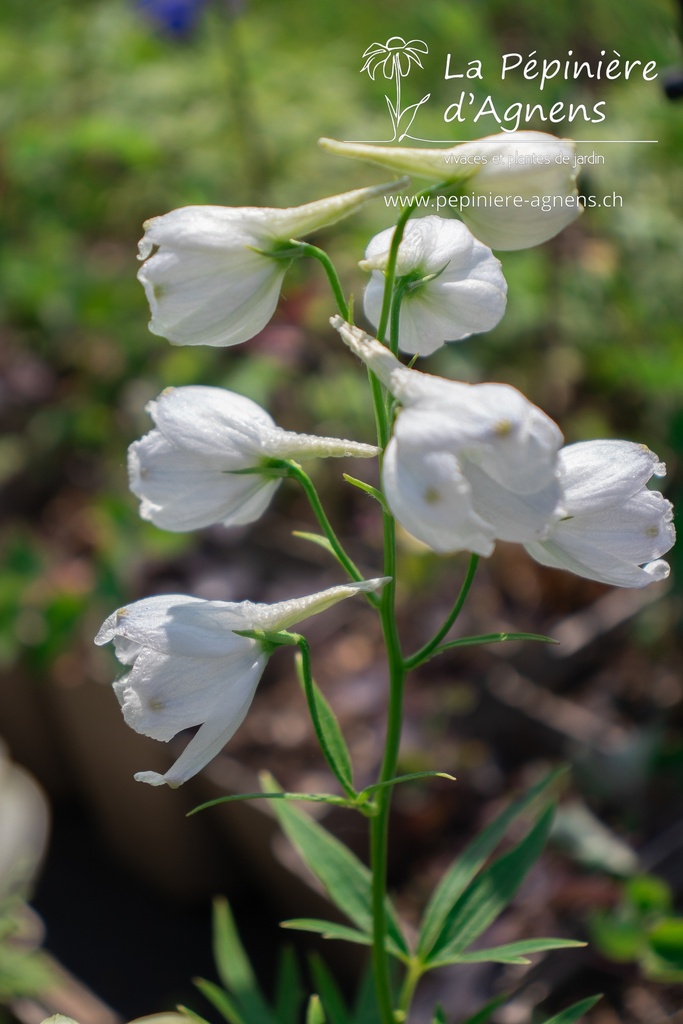 Delphinium belladonna 'Snow White'
