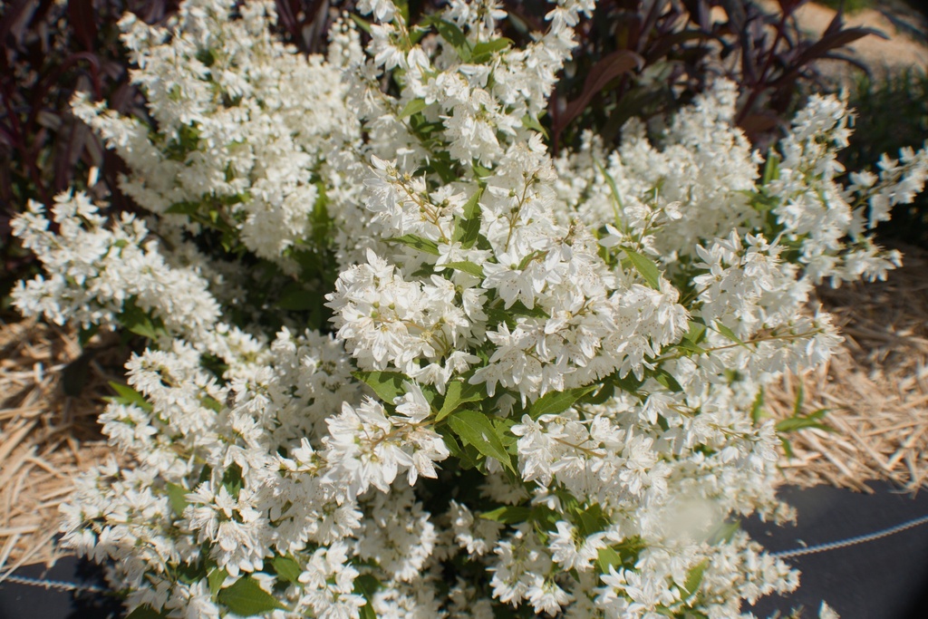 Deutzia gracilis (1L, Bio)