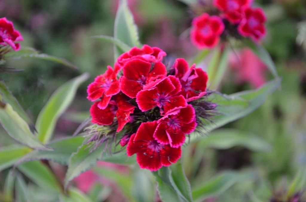 Dianthus barbatus