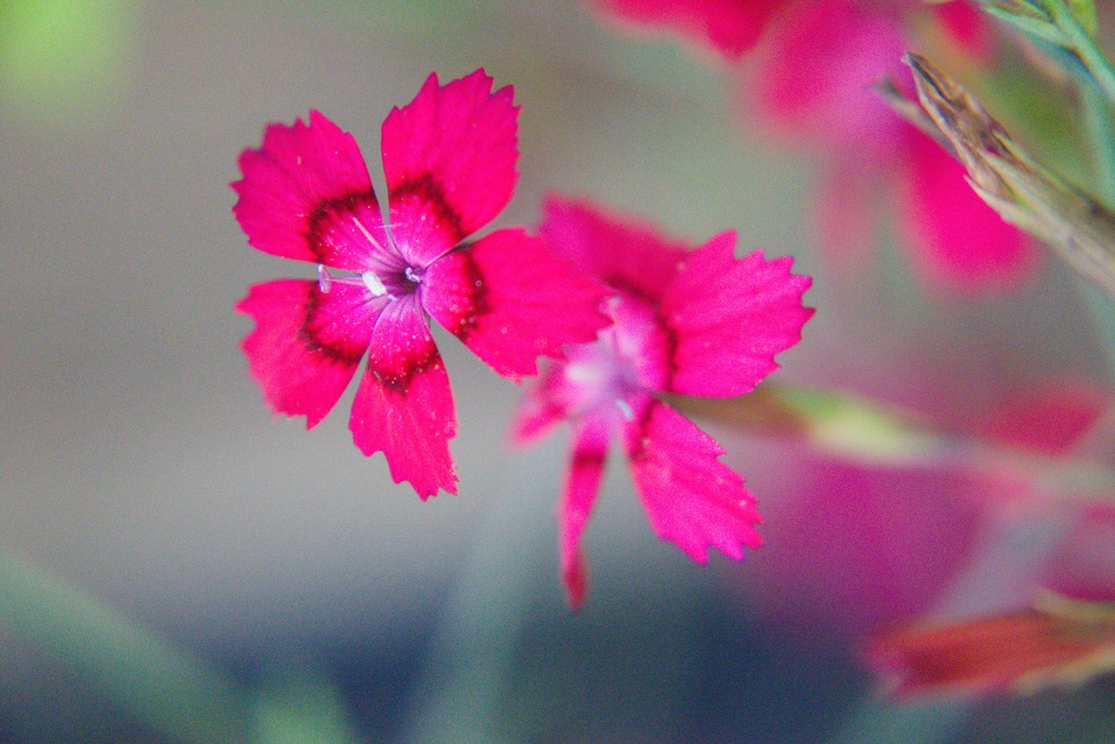 Dianthus deltoides (Bio)