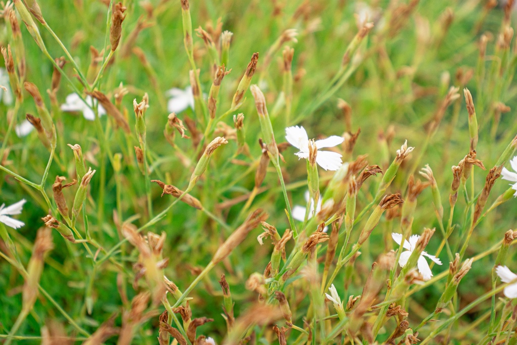 Dianthus deltoides 'Albus' (Bio)