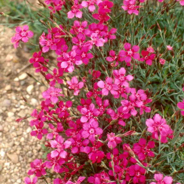 Dianthus deltoides 'Brilliant' (Bio)