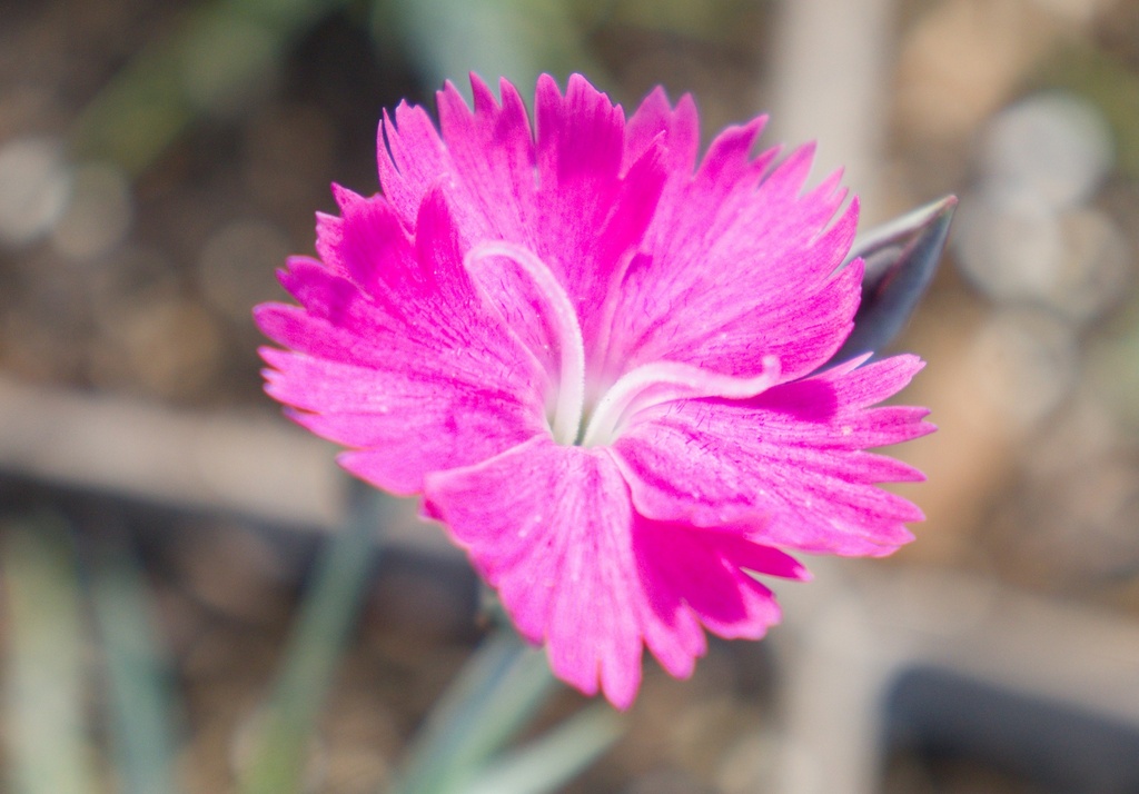 Dianthus gratianopolitanus 'Feuerhexe' (Bio)