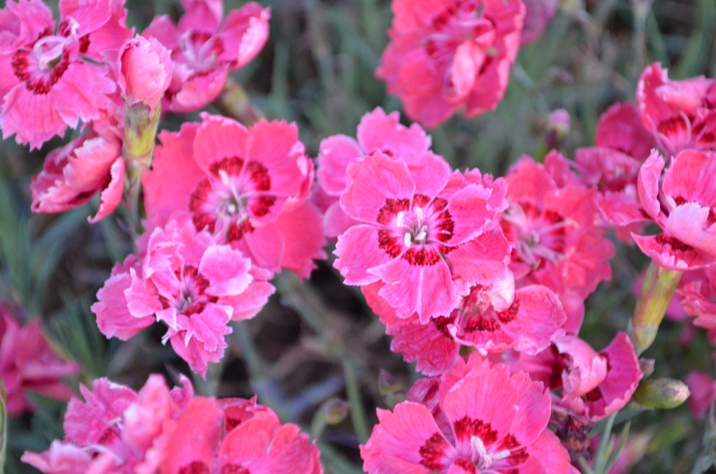 Dianthus gratianopolitanus 'Rotkäppchen' (Bio)