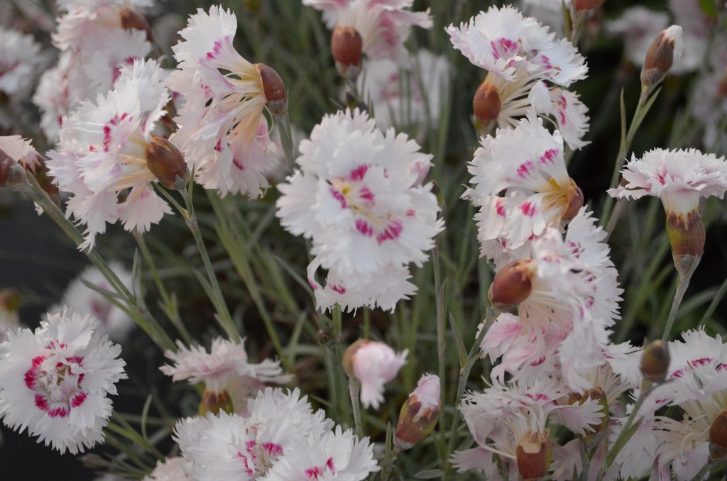 Dianthus plumarius 'Ine' (Bio)