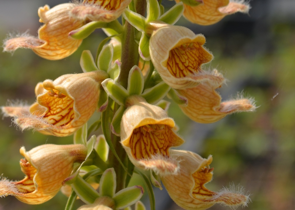 Digitalis ferruginea 'Gelber Herold' (Bio)