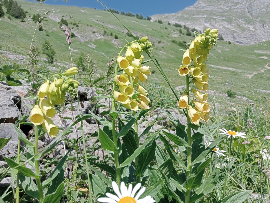 Digitalis grandiflora