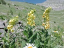Digitalis grandiflora