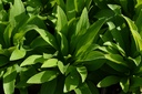 Digitalis lutea