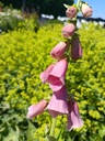 Digitalis mertonensis (x)