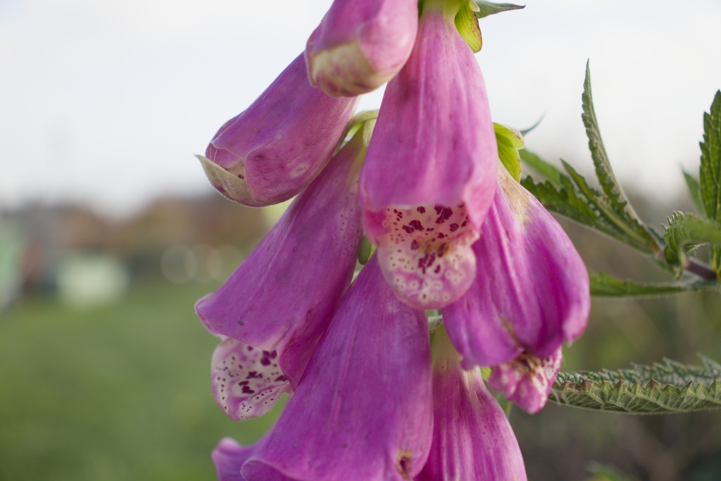 Digitalis purpurea 'Excelsior' (Bio)