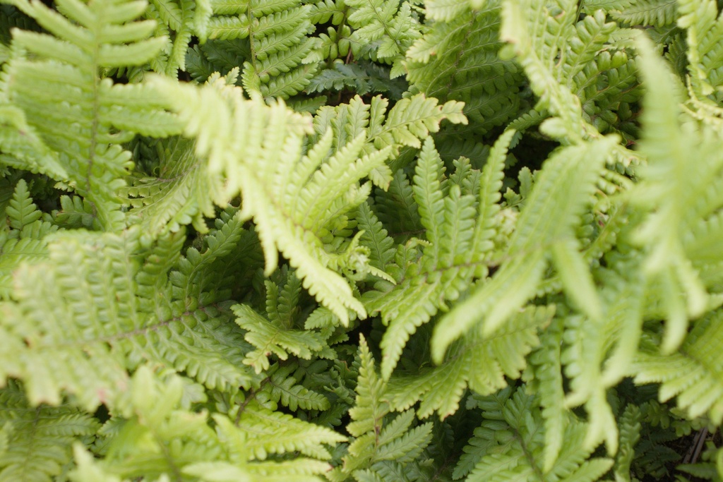Dryopteris affinis