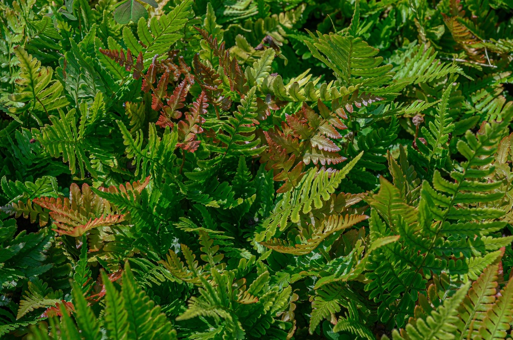 Dryopteris erythrosora