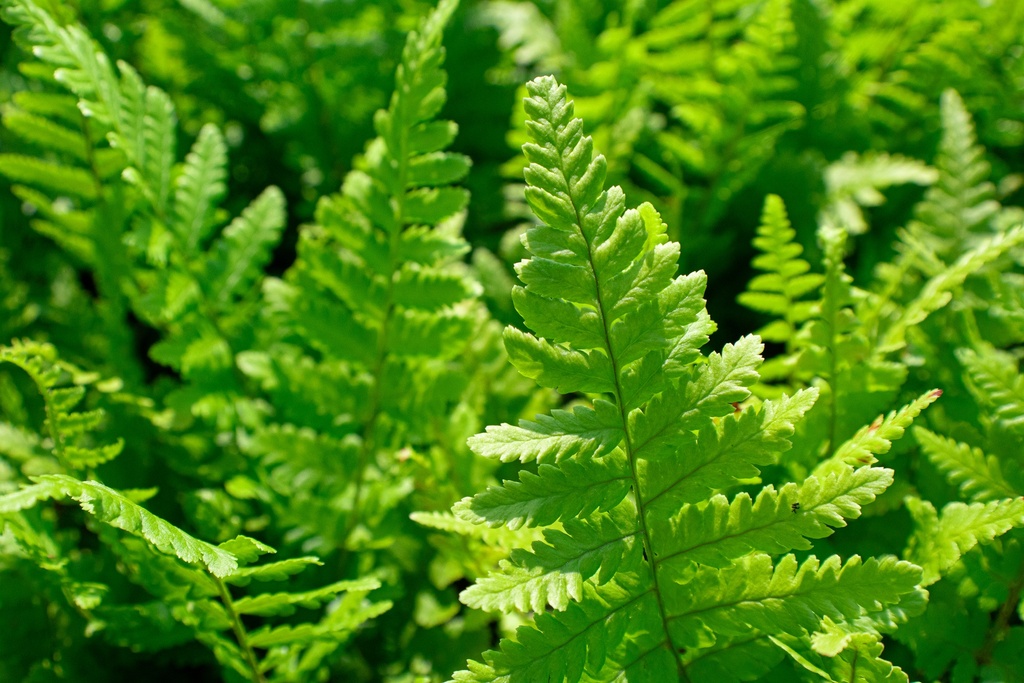 Dryopteris filix-mas