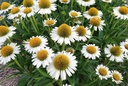 Echinacea hybride 'White Meditation'