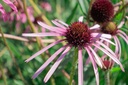 Echinacea pallida
