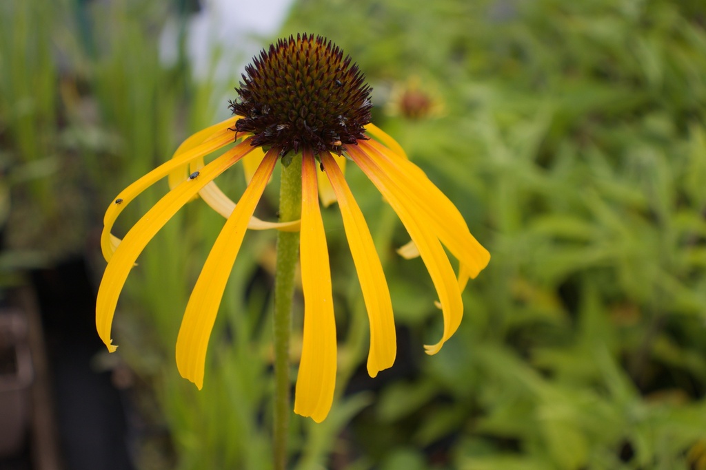 Echinacea paradoxa var. paradoxa (Bio)