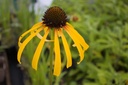 Echinacea paradoxa var. paradoxa