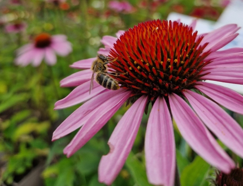 Echinacea purpurea (Bio)