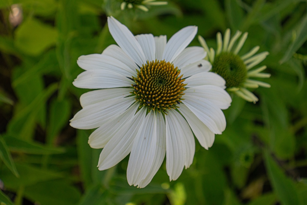 Echinacea purpurea 'Baby Swan White'